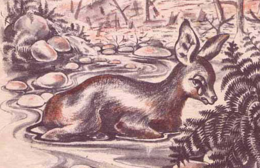 Tearful bokkie